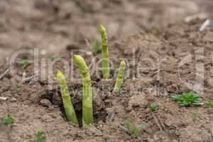 asparagus buds come throug the earth