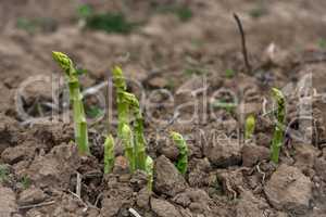 young asparagus shoots on the field