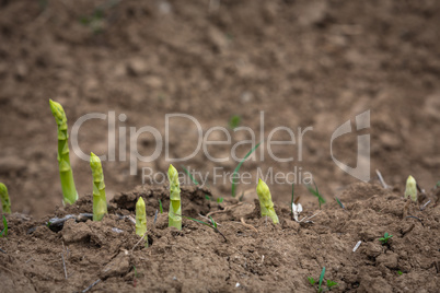 young green asparagus shoots