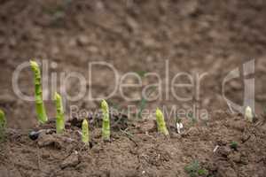 young green asparagus shoots