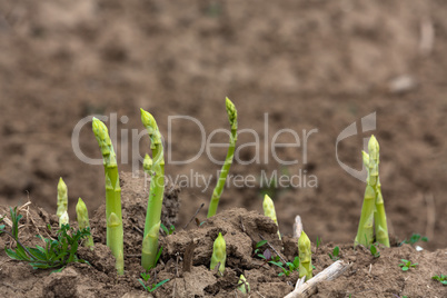 harvesting of asparagus