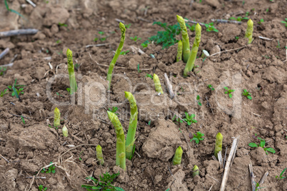 asparagus breaks through the earth