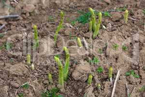 asparagus breaks through the earth