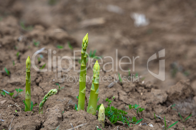 young asparagus shoots during harvesting time