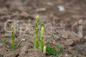 young asparagus shoots during harvesting time