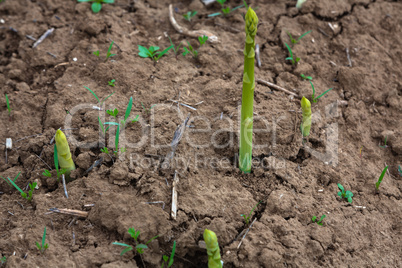 young shoots of asparagus