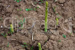 young shoots of asparagus