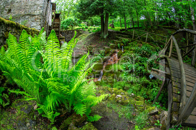 Ferns, bridge and mill in the old park