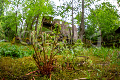 Ferns and ruins of old mill