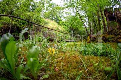 Forest with wooden bridge in Latvia.