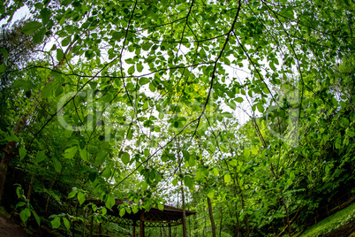 Green leaves in forest park, Latvia