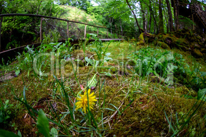 Forest with wooden bridge in Latvia.