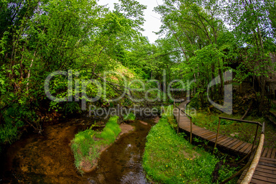 Forest with river and wooden bridge.