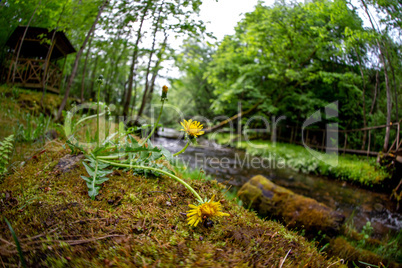 Dandelions on coast of forest river