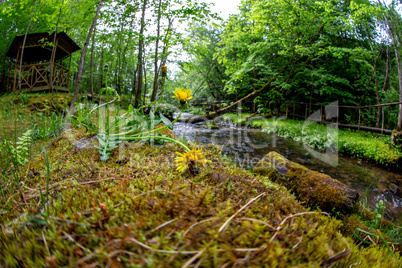 Dandelions on coast of forest river