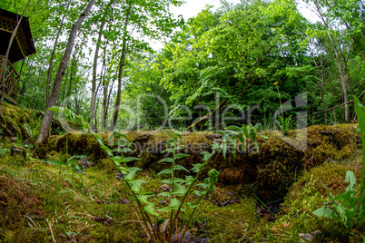 Green forest with ferns in Latvia
