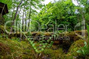 Green forest with ferns in Latvia