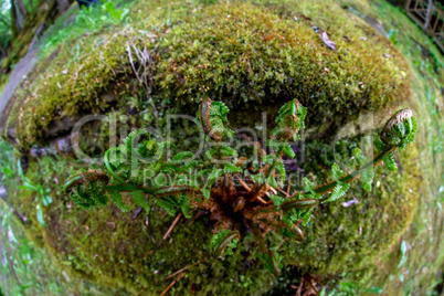 Closeup of ferns in the moss covered forest