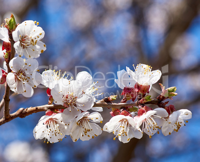 apricot branch with white blooming flowers