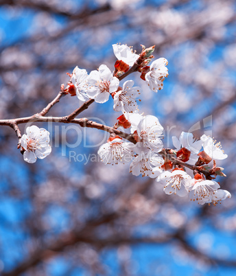 apricot branch with white blooming flowers