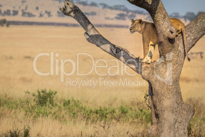 A female lion stands watch in a tree