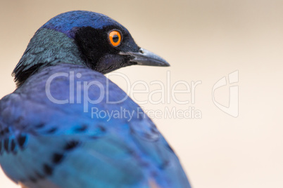 A colorful Superb Starling in Tanzania