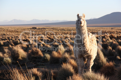 A Lama looks into the lens in the Altiplano in Bolivia