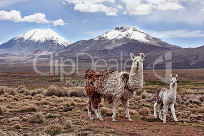 A bably llama and mother on the Bolivian Altiplano