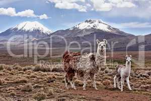 A bably llama and mother on the Bolivian Altiplano