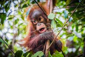 World's cutest baby orangutan hangs with mouth open