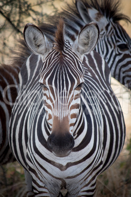 A zebra looks directly into the camera lens in Tanzania