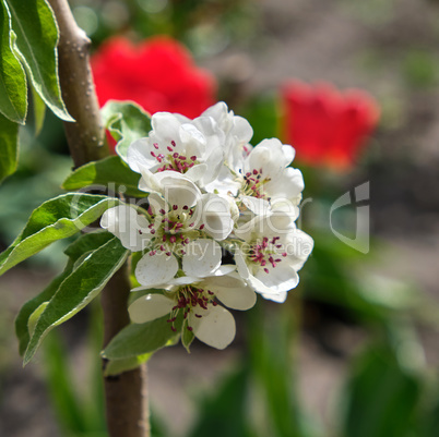 branch with white blooming pear flowers