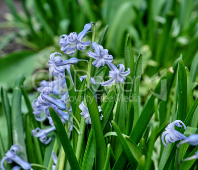 blooming blue hyacinth in the garden