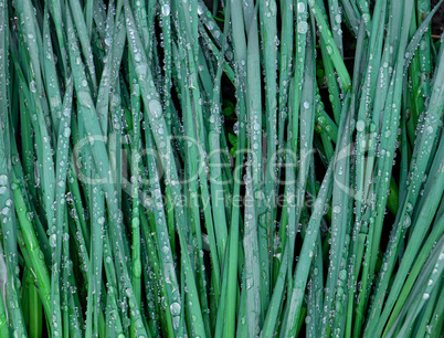 green leaves of daffodils in raindrops
