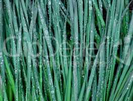 green leaves of daffodils in raindrops