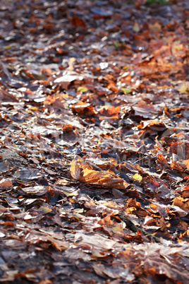 Falling Leaves Background