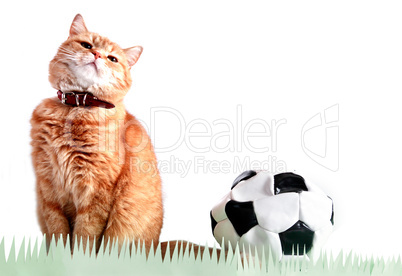 Cat Footballer Near Ball