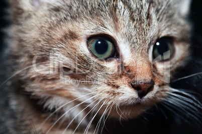 Small Cat Portrait