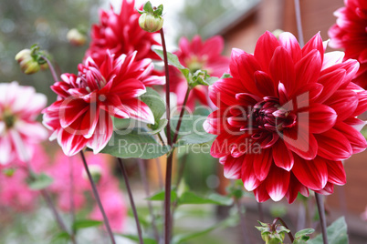 Nice Red Flower