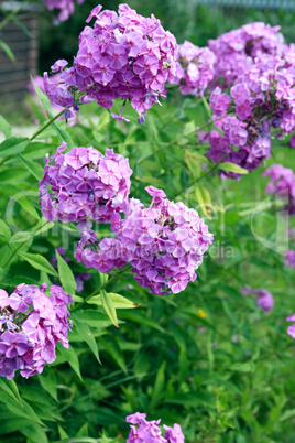 Nice Pink Flowers