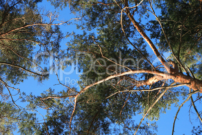 Pine Trees Against Sky