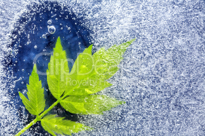 Green Leaf Under Ice