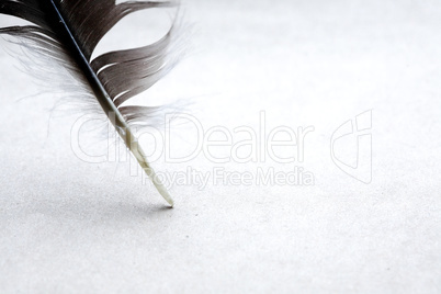 Feather On Paper