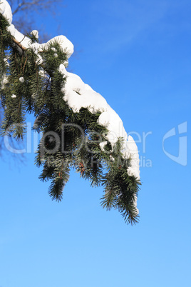 Spruce Under Snow