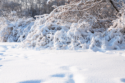 Nice Winter Background Nice Winter Background