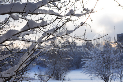 Nice Winter Background