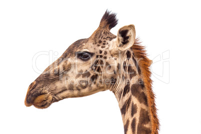 A portraite of giraffe on the savanna in Tanzania