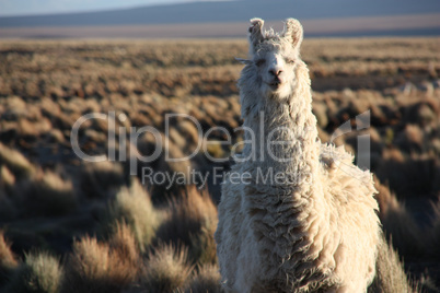Portrait of a Lama looking into the lens in the Altiplano in Bolivia