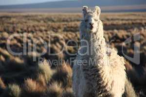 Portrait of a Lama looking into the lens in the Altiplano in Bolivia