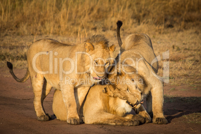 Three Lions Cuddle